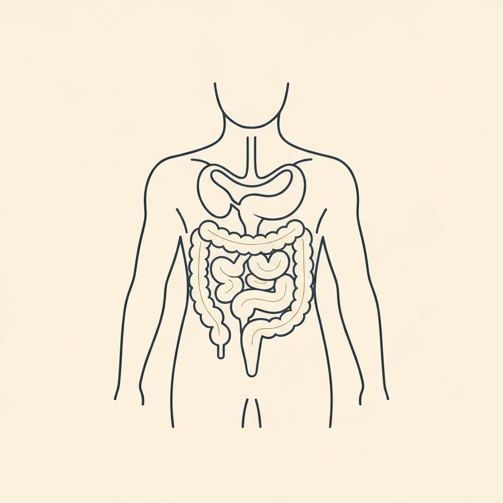 Minimalist educational diagram of the human digestive system pathway